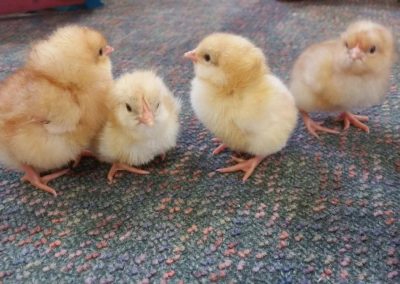 Welcome to Highvale, Baby Chicks!